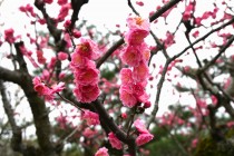 ume_nihonteien_yokihi_240306_01