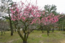 ume_nihonteien_yokihi_240306_02