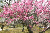 ume_nihonteien_yokihi_250314