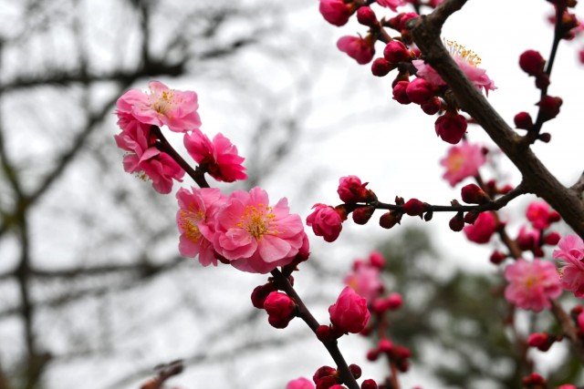 ume_nihonteien_yokihi_260224