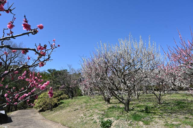 ume_nihonteien_zenkei_230315_01