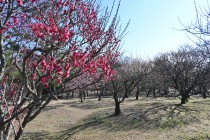 ume_nihonteien_zenkei_240214