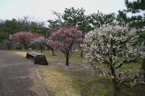 ume_nihonteien_zenkei_24022