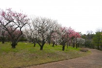 ume_nihonteien_zenkei_240306