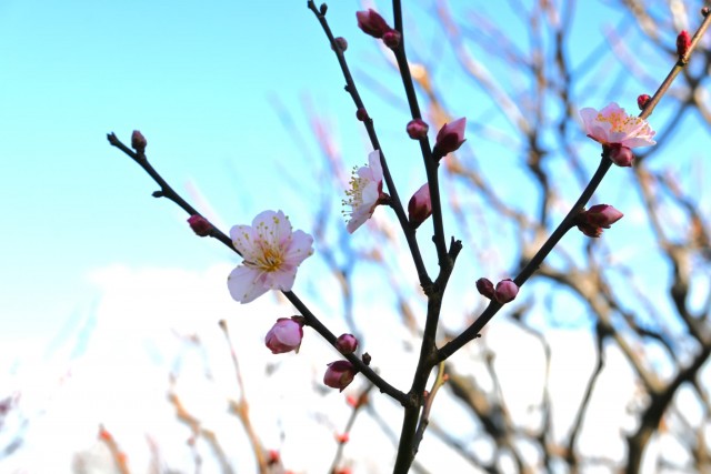 ume_oginagashi_260114