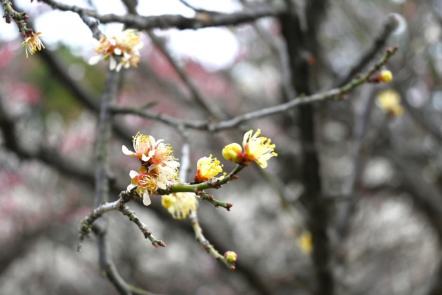 ume_ogon_260224