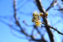 ume_ogonbai_240214_01
