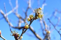 ume_ogonbai_240214_02
