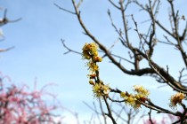 ume_ogonbai_250314