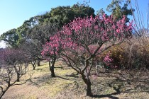 ume_osakazuki_240125_01