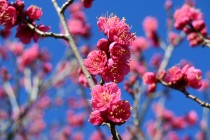 ume_osakazuki_240125_02