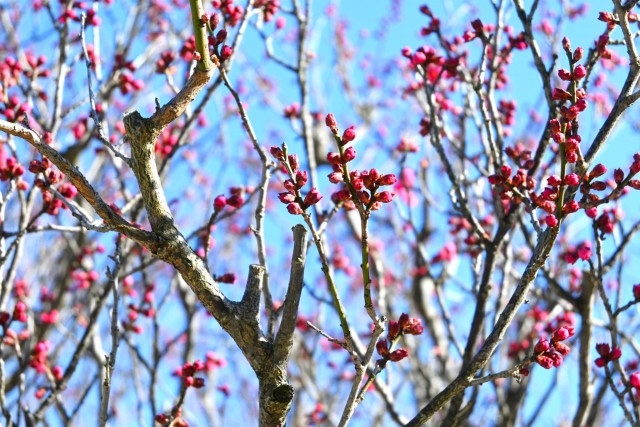 ume_osakazuki_260114_01