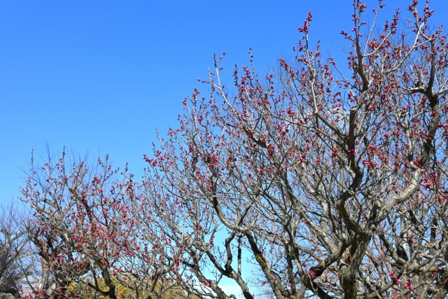 ume_osakazuki_260114_02