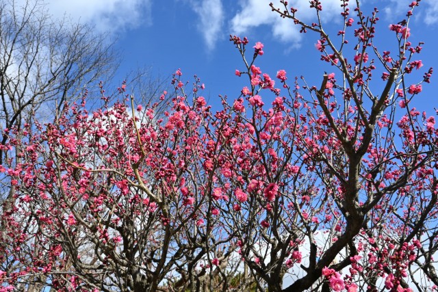 ume_osakazuki_260121_01