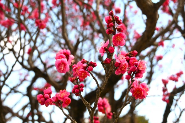 ume_osakazuki_260128_01