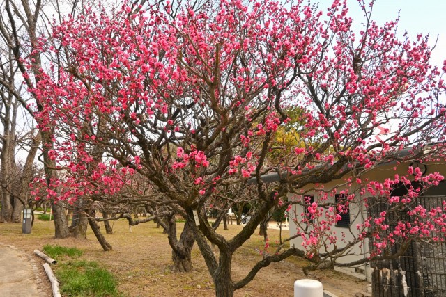 ume_osakazuki_260128_02