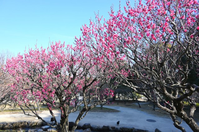 ume_osakazuki_260204_01
