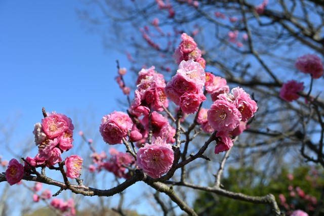 ume_rinshibai_230315_02