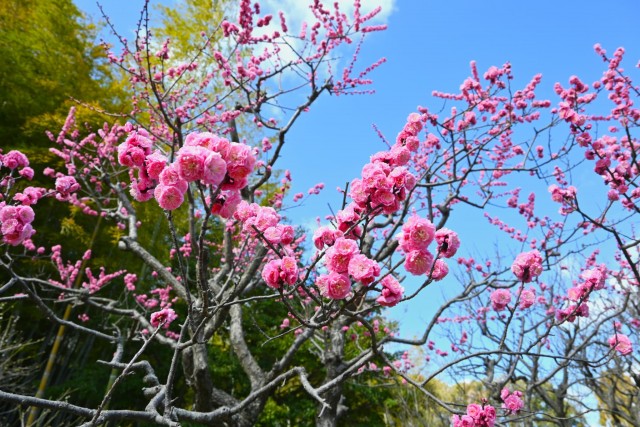 ume_rinshibai_260311