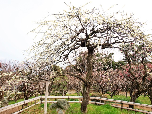 ウメ 花アルバム 過去の開花状況 万博記念公園