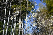 ume_ryumon_240214_01