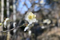 ume_ryumon_240214_02
