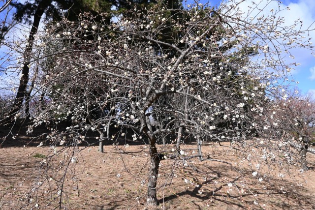 ume_shirataki_260121_01