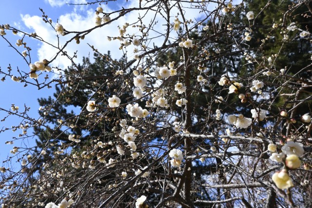 ume_shirataki_260121_02