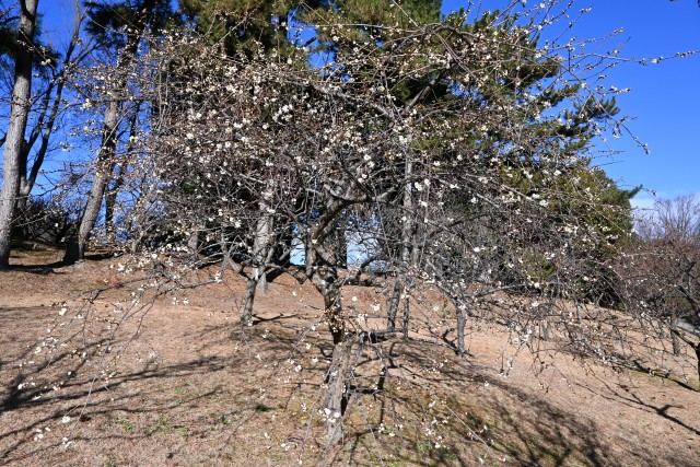 ume_shiratakishidare_240125_01