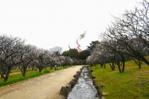 ume_shizenbunkaen_240229_01