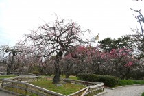 ume_shizenbunkaen_240229_02