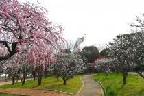ume_shizenbunkaen_250314_01