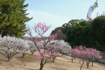 ume_shizenbunkaen_250314_02