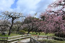 ume_shizenbunkaen_250319_02