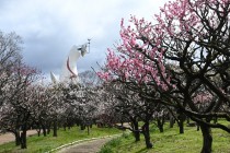 ume_shizenbunkaen_250319_03