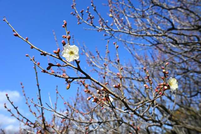 ume_shizenbunkaen_260107_01