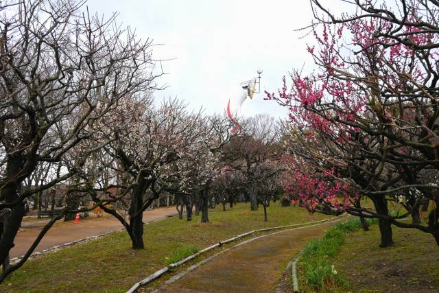 ume_shizenbunkaen_260211_01