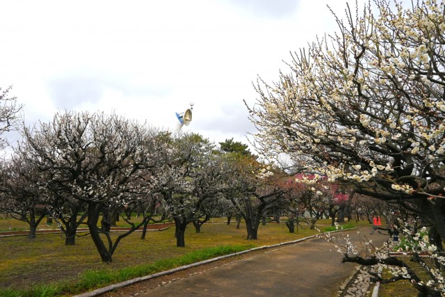 ume_shizenbunkaen_260211_03