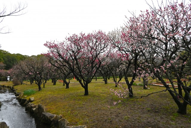 ume_shizenbunkaen_260211_04