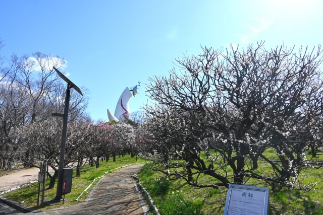 ume_shizenbunkaen_260311