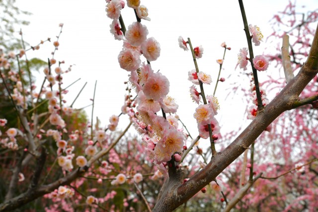 ume_sujiirikokko_260224