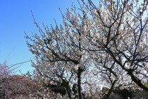 ume_tamabotan_240209_01