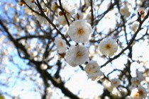 ume_tamabotan_240209_02