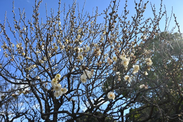 ume_tamabotan_260121