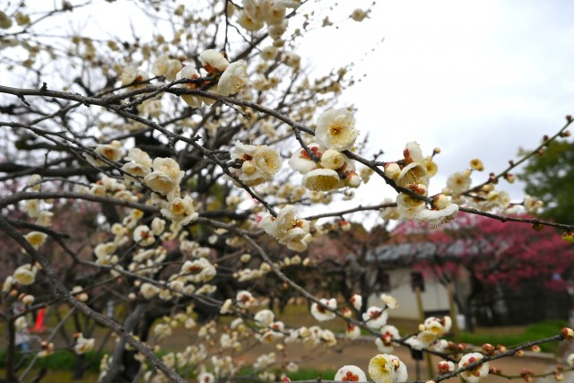 ume_tamabotan_260211_01
