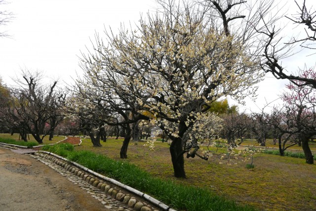 ume_tamabotan_260211_02