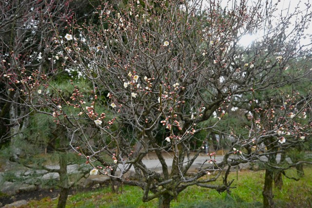 ume_toji_240116_01