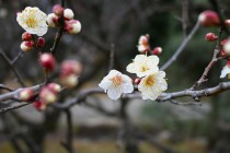 ume_toji_240116_02