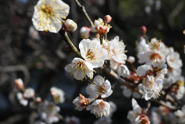 ume_toji_260204_02