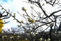 ume_tsukikage_240206